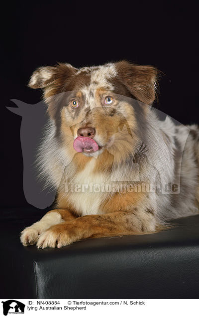 liegender Australian Shepherd / lying Australian Shepherd / NN-08854