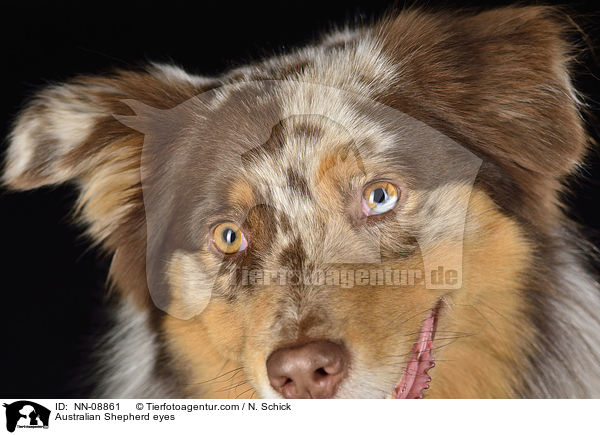 Australian Shepherd eyes / NN-08861