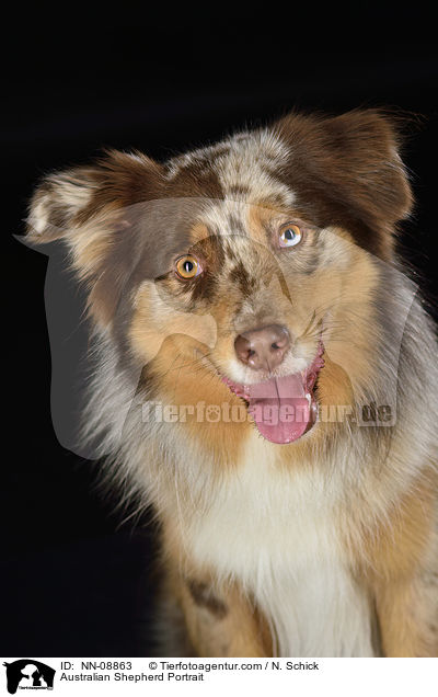 Australian Shepherd Portrait / Australian Shepherd Portrait / NN-08863