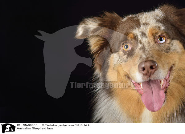 Australian Shepherd face / NN-08865