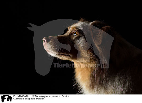 Australian Shepherd Portrait / Australian Shepherd Portrait / NN-08870