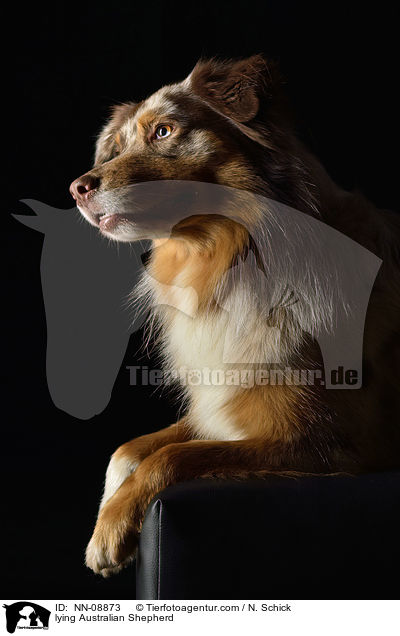 liegender Australian Shepherd / lying Australian Shepherd / NN-08873