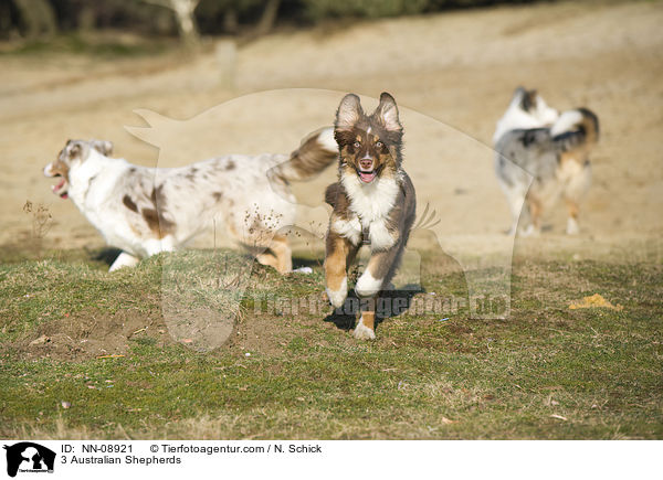 3 Australian Shepherds / 3 Australian Shepherds / NN-08921