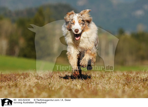 rennender Australian Shepherd / running Australian Shepherd / AG-02230