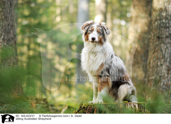 sitzender Australian Shepherd / sitting Australian Shepherd / AG-02231