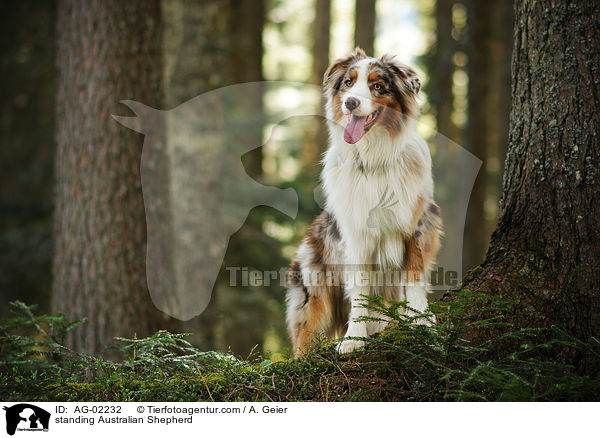 stehender Australian Shepherd / standing Australian Shepherd / AG-02232