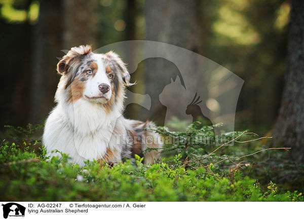 liegender Australian Shepherd / lying Australian Shepherd / AG-02247