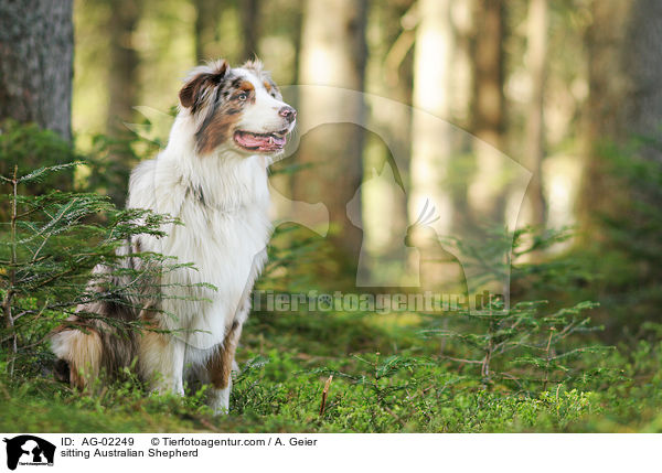 sitzender Australian Shepherd / sitting Australian Shepherd / AG-02249