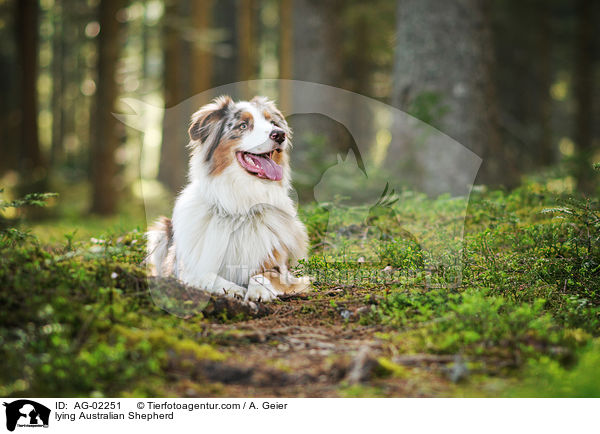 liegender Australian Shepherd / lying Australian Shepherd / AG-02251