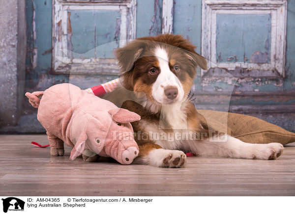 liegender Australian Shepherd / lying Australian Shepherd / AM-04365