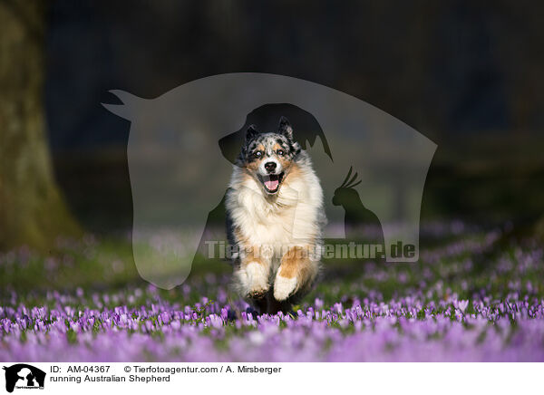 rennender Australian Shepherd / running Australian Shepherd / AM-04367