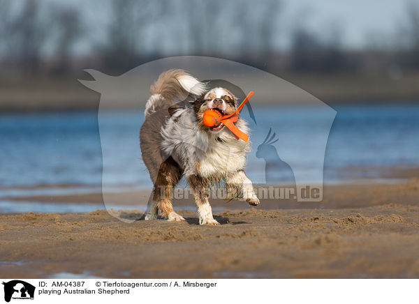 spielender Australian Shepherd / playing Australian Shepherd / AM-04387