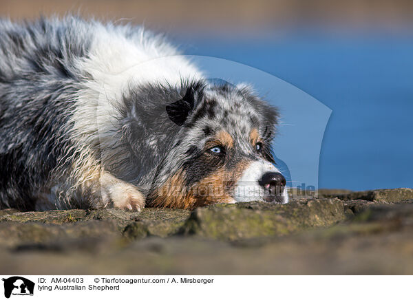 liegender Australian Shepherd / lying Australian Shepherd / AM-04403