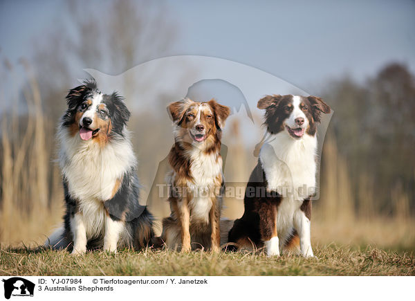 3 Australian Shepherds / 3 Australian Shepherds / YJ-07984