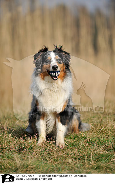 sitting Australian Shepherd / YJ-07987