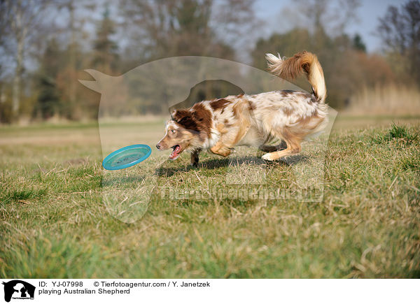 spielender Australian Shepherd / playing Australian Shepherd / YJ-07998