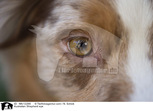 Australian Shepherd Auge / Australian Shepherd eye / NN-12266