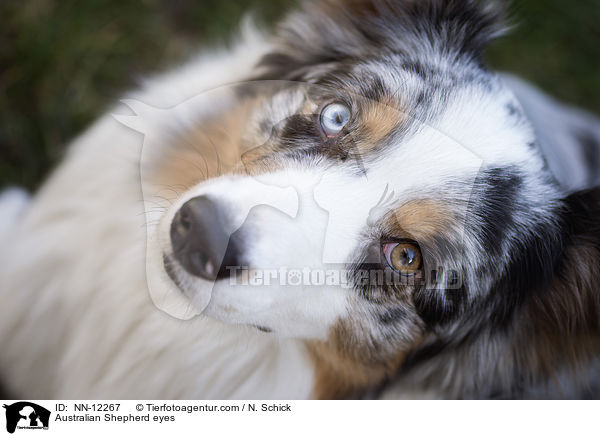 Australian Shepherd eyes / NN-12267