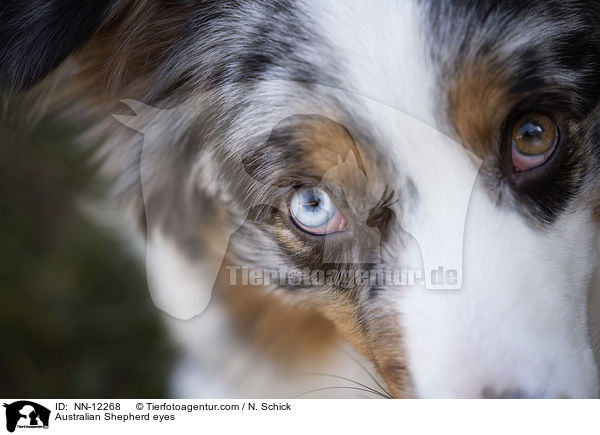 Australian Shepherd Augen / Australian Shepherd eyes / NN-12268