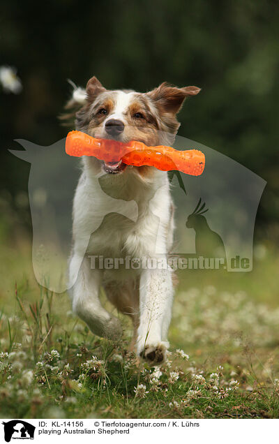 spielender Australian Shepherd / playing Australian Shepherd / KL-14156