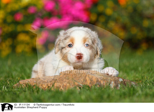 Australian Shepherd Welpe / Australian Shepherd Puppy / IF-11134