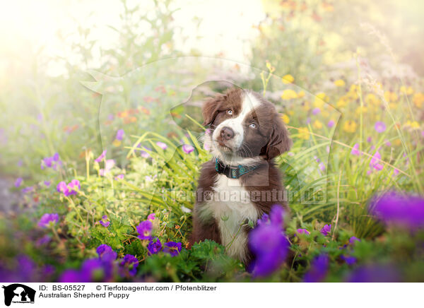 Australian Shepherd Welpe / Australian Shepherd Puppy / BS-05527