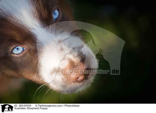 Australian Shepherd Puppy / BS-05555