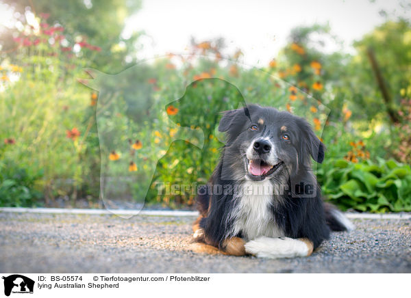 liegender Australian Shepherd / lying Australian Shepherd / BS-05574