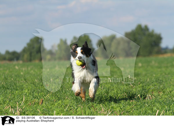 spielender Australian Shepherd / playing Australian Shepherd / SS-38106