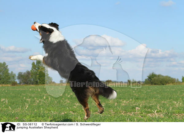 springender Australian Shepherd / jumping Australian Shepherd / SS-38112