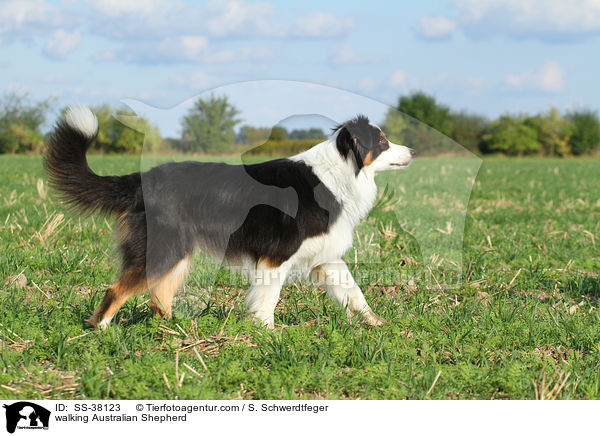 laufender Australian Shepherd / walking Australian Shepherd / SS-38123