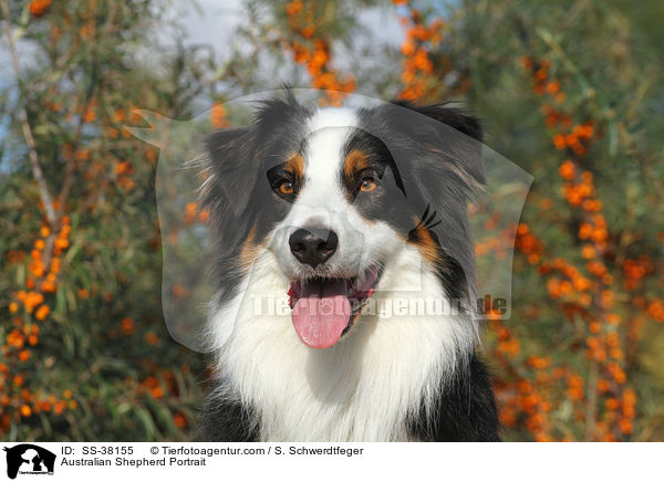 Australian Shepherd Portrait / Australian Shepherd Portrait / SS-38155