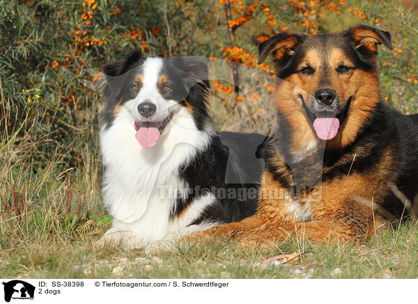 2 Hunde / 2 dogs / SS-38398