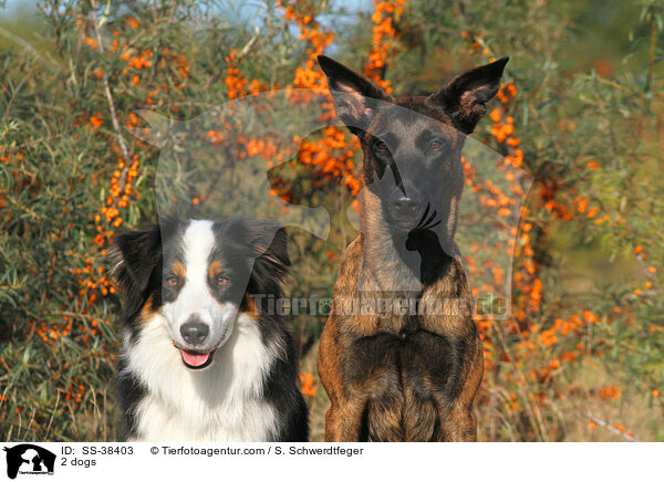 2 Hunde / 2 dogs / SS-38403