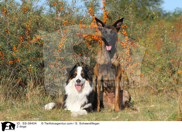 2 Hunde / 2 dogs / SS-38404