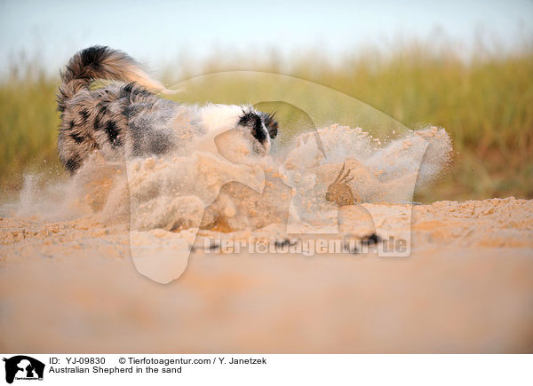 Australian Shepherd im Sand / Australian Shepherd in the sand / YJ-09830