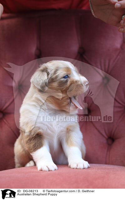 Australian Shepherd Welpe / Australian Shepherd Puppy / DG-08213