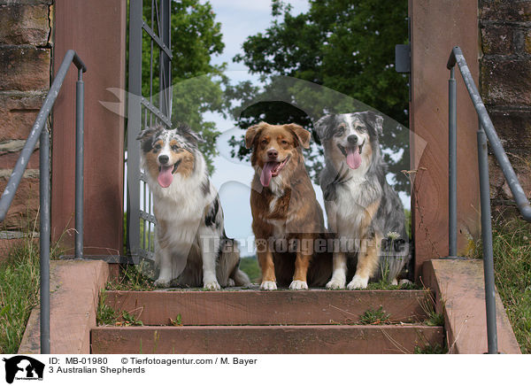 3 Australian Shepherds / 3 Australian Shepherds / MB-01980