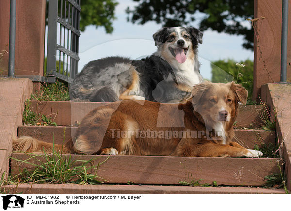 2 Australian Shepherds / 2 Australian Shepherds / MB-01982