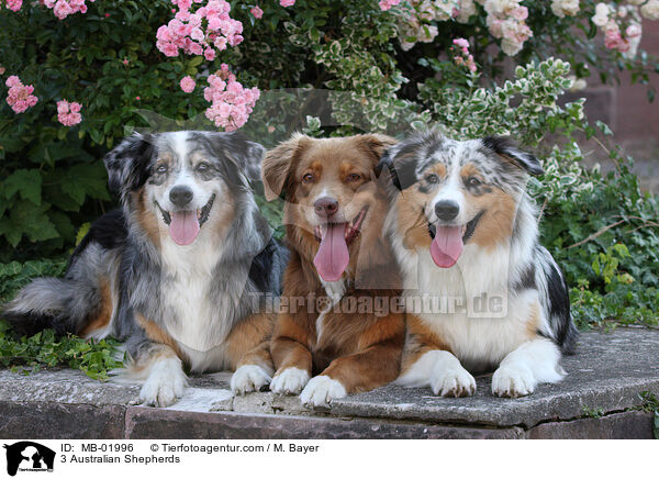 3 Australian Shepherds / 3 Australian Shepherds / MB-01996