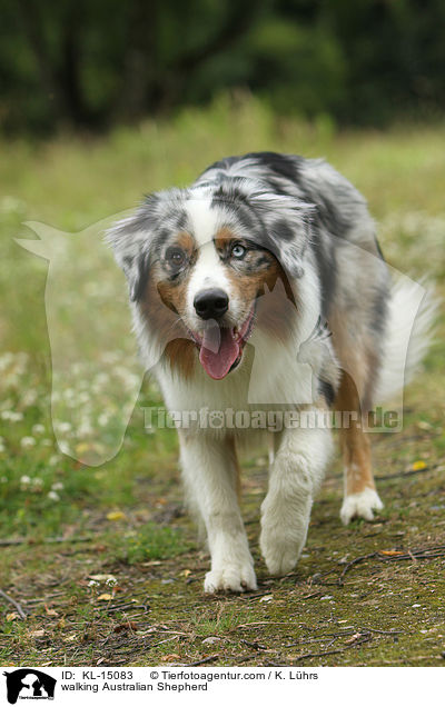 laufender Australian Shepherd / walking Australian Shepherd / KL-15083