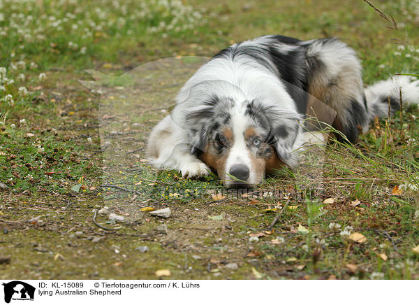 liegender Australian Shepherd / lying Australian Shepherd / KL-15089