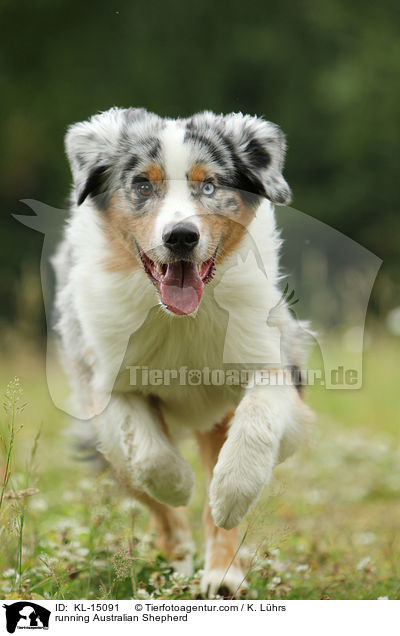 rennender Australian Shepherd / running Australian Shepherd / KL-15091