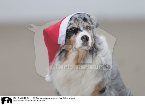 Australian Shepherd Portrait / Australian Shepherd Portrait / AM-04684