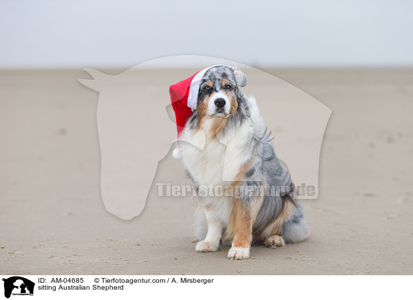 sitzender Australian Shepherd / sitting Australian Shepherd / AM-04685