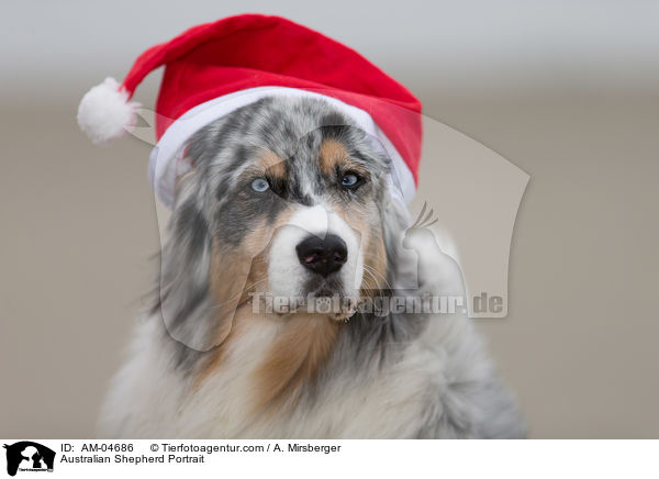 Australian Shepherd Portrait / Australian Shepherd Portrait / AM-04686