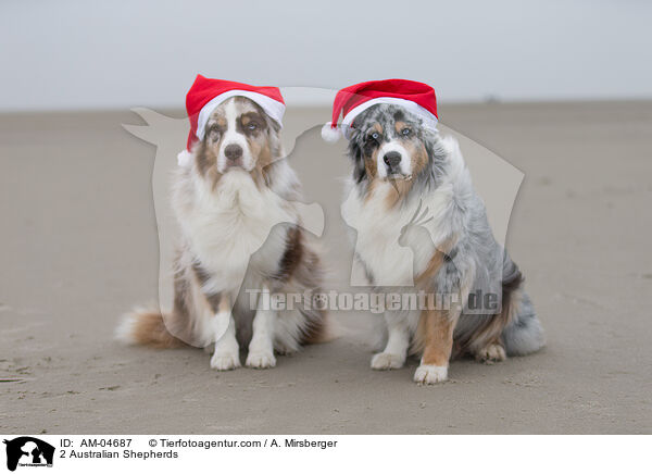 2 Australian Shepherds / 2 Australian Shepherds / AM-04687