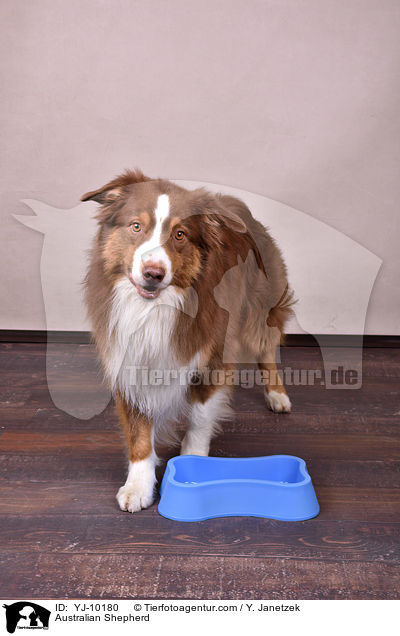 Australian Shepherd / Australian Shepherd / YJ-10180