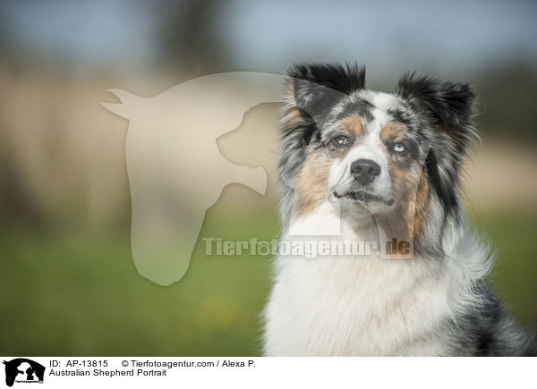 Australian Shepherd Portrait / Australian Shepherd Portrait / AP-13815