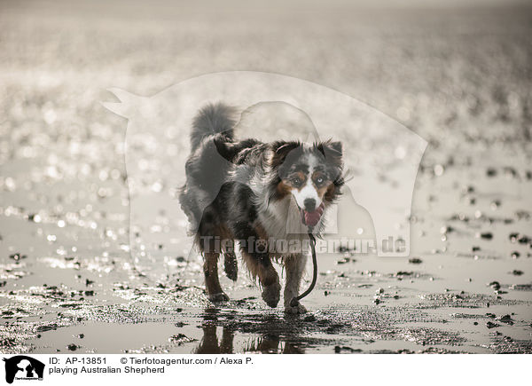 spielender Australian Shepherd / playing Australian Shepherd / AP-13851